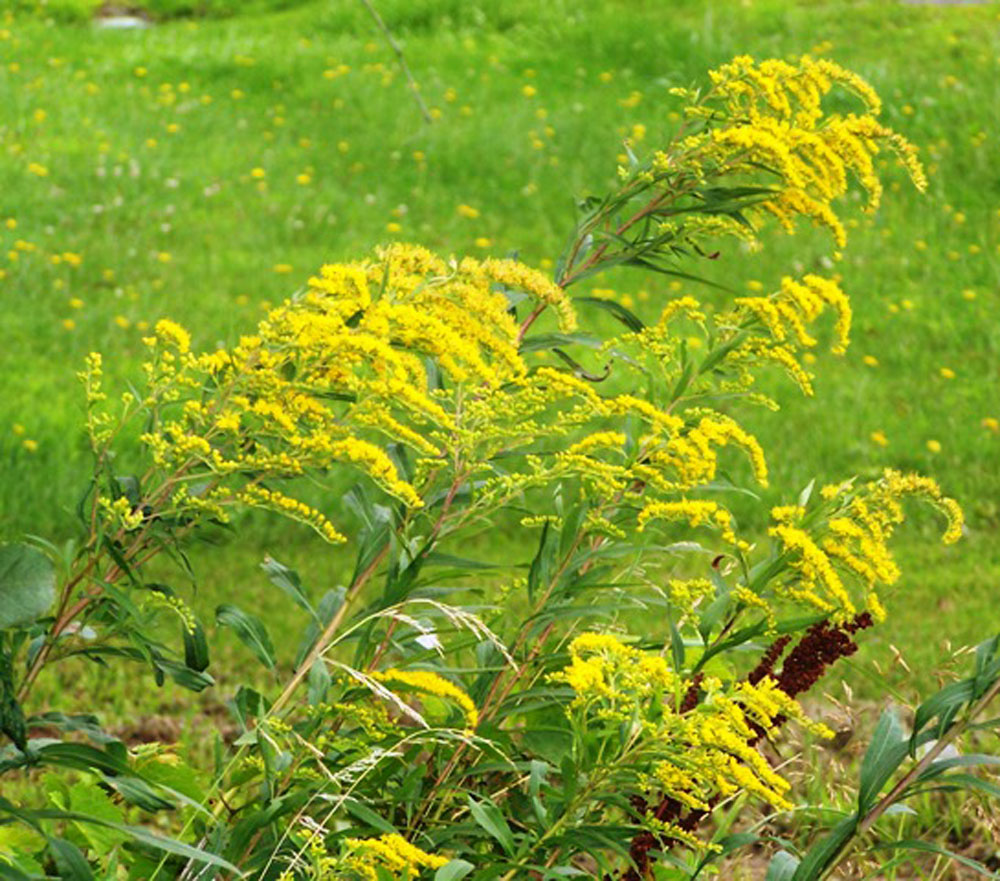 The mysteries of goldenrod - Indian Time