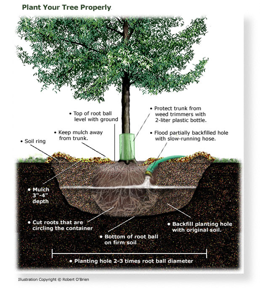 Tree Planting - Indian Time