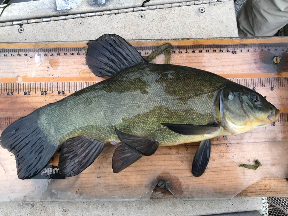 invasive-species-found-in-akwesasne-waters-indian-time